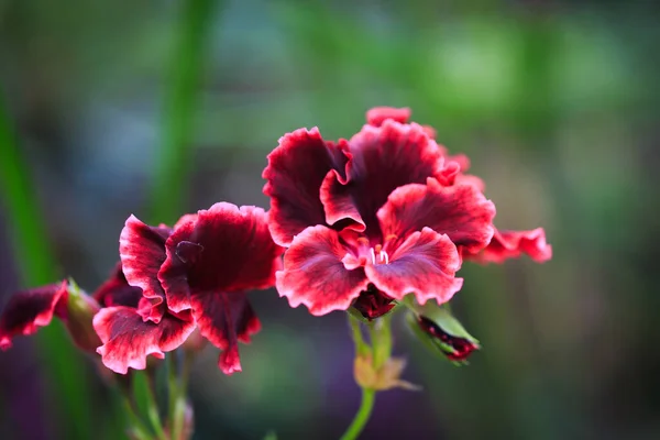 Pelargonium regal. Beautiful burgundy flower close up.