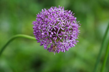 Allium pırasası ya da pırasa çiçeği. Güzel yuvarlak mor çiçek. Yaz bahçesinde doğal arka plan.
