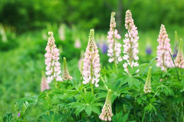 Lupinus polyphyllus lupine çiçekleri çiçek açtı. Lupine, lupine, pembe mor çiçekli lupine tarlası. Bahçede güneş ışığında yabani bir bitki. Doğanın arka planı