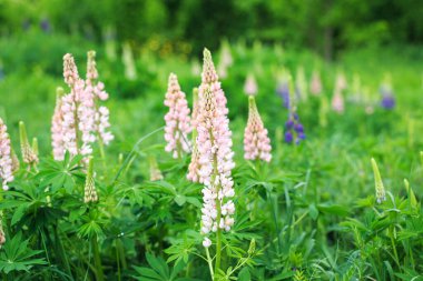 Lupinus polyphyllus lupine çiçekleri çiçek açtı. Lupine, lupine, pembe mor çiçekli lupine tarlası. Bahçede güneş ışığında yabani bir bitki. Doğanın arka planı