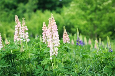 Lupinus polyphyllus lupine çiçekleri çiçek açtı. Lupine, lupine, pembe mor çiçekli lupine tarlası. Bahçede güneş ışığında yabani bir bitki. Doğanın arka planı