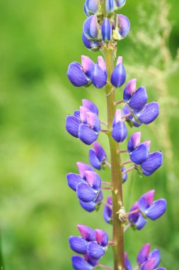 Lupinus polyphyllus lupine çiçekleri çiçek açar. Lupine mor çiçek. Bahçede güneş ışığında yabani bir bitki. Doğanın arka planı