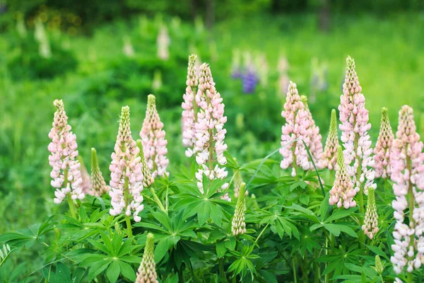 Lupinus Polyphyllus Lupine Bloemen Bloei Lupine Lupine Lupine Veld Met — Stockfoto