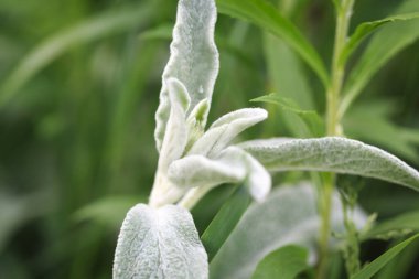 Stachys lanata Jacq, Chistets yün ya da yün temizleyici. Bizans Chistets, Lamiaceae ailesi. Tavşan kulağı olarak da bilinir. Bahçedeki tüylü bitki.