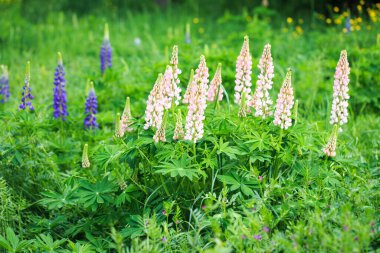 Lupinus polyphyllus lupine çiçekleri çiçek açtı. Lupine, lupine, pembe mor çiçekli lupine tarlası. Bahçede güneş ışığında yabani bir bitki. Doğanın arka planı
