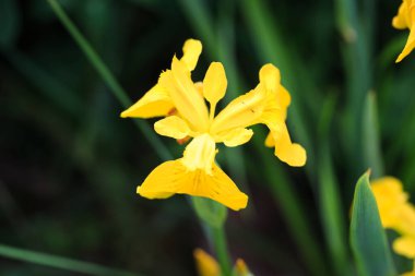 Hollanda İris Altın Dev Sarı. Vahşi doğada yabani iris çiçeği