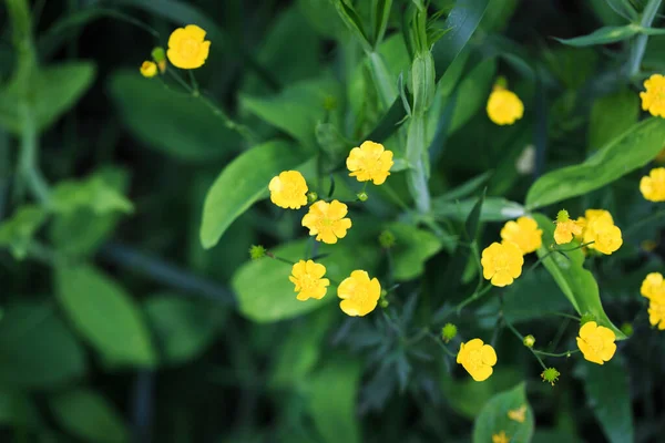 Meadow Buttercup Tall Buttercup Giant Buttercup Yellow Flowers Background Green — Stock Photo, Image