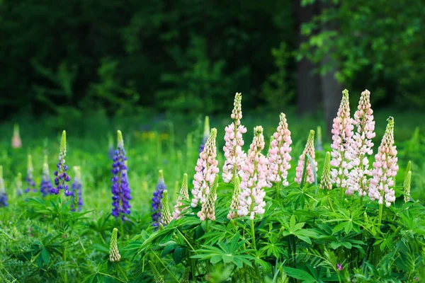 Lupinus Polyphyllus Kwiaty Łubinu Rozkwicie Łubin Łubin Łubin Różowym Purpurowym — Zdjęcie stockowe