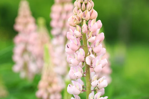 Lupinus Polyphyllus Kwiaty Łubinu Rozkwicie Łubin Łubin Łubin Różowym Purpurowym — Zdjęcie stockowe