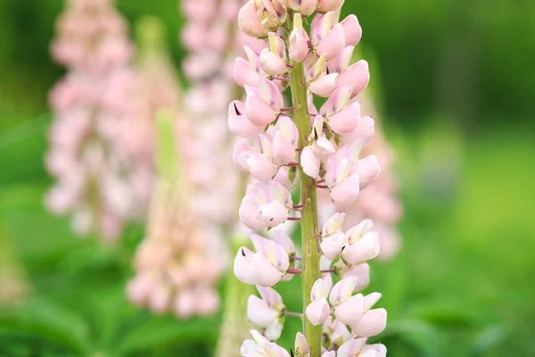 Lupinus Polyphyllus Lupine Çiçekleri Çiçek Açtı Lupine Lupine Pembe Mor — Stok fotoğraf