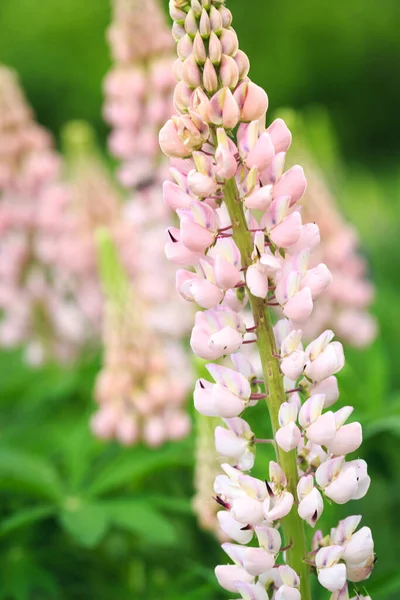 Lupinus Polyphyllus Fiori Lupino Fiore Lupino Lupino Campo Lupino Con — Foto Stock