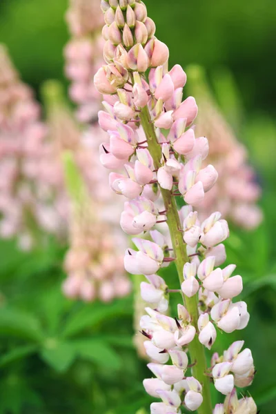 Lupinus Polyphyllus Fiori Lupino Fiore Lupino Lupino Campo Lupino Con — Foto Stock