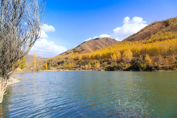 Гірське Озеро Жовтими Деревами Осінній Пейзаж Киргизстан Ущелина Туз — стокове фото