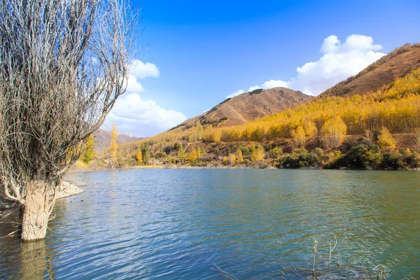 Гірське Озеро Жовтими Деревами Осінній Пейзаж Киргизстан Ущелина Туз — стокове фото