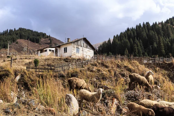 Vecchia Casa Legno Abbandonata Sullo Sfondo Alberi Cielo Nuvoloso Paesaggio — Foto Stock