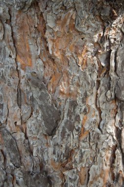 tam kare çam kabuğu