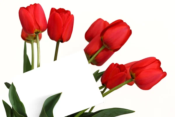 Rote Tulpen mit weißer Karte Stockfoto