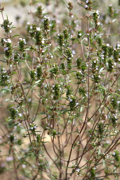 Summer savory (Satureja hortensis) — Stock Photo, Image