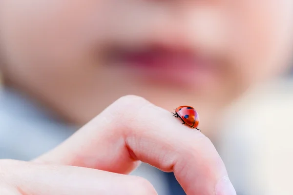 Winziges Marienkäfer-Insekt am Kinderfinger Stockfoto