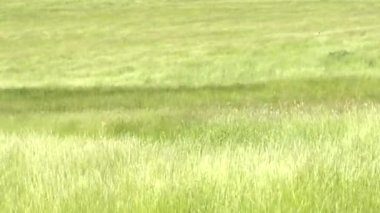 Rüzgarda sallanan yeşil çimenler.