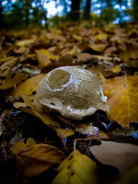 Pilz im Herbstwald — Stockfoto