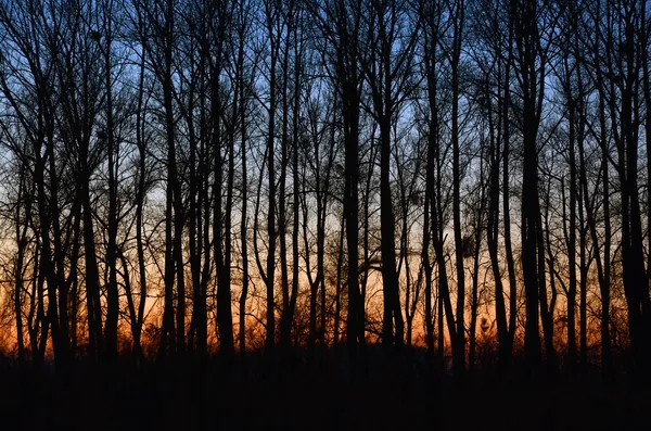 Pôr do sol na floresta floresta de outono — Fotografia de Stock