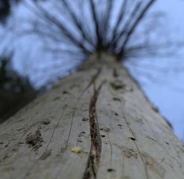 Árvore murcha — Fotografia de Stock