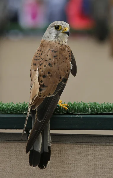 Tornfalk — Stockfoto