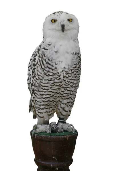 Snowy owl — Stock Photo, Image