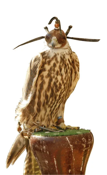 Falcão com capuz falcoaria — Fotografia de Stock