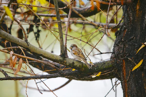 Sparrow — Stock Photo, Image