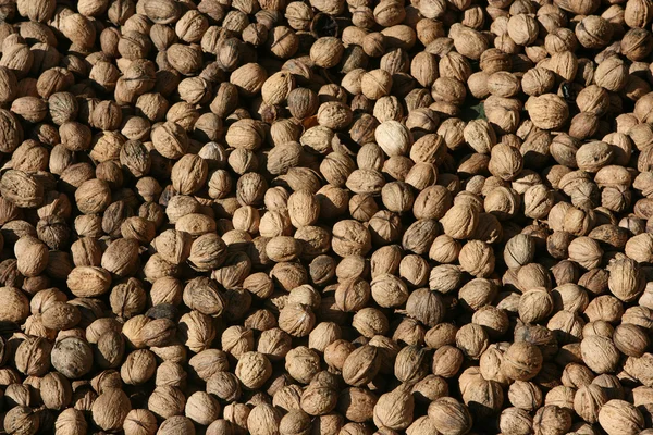 Kacang — Stok Foto