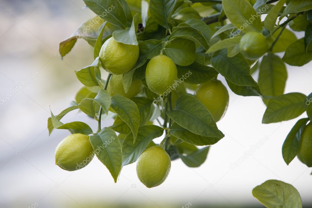 Green lemons on a lemon tree