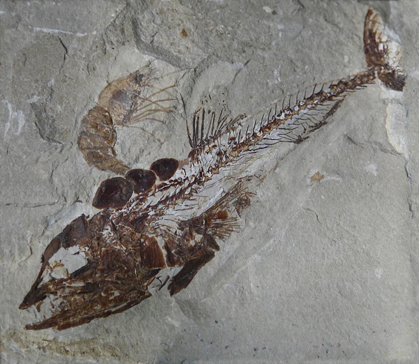Fossil fish Royalty Free Stock Images