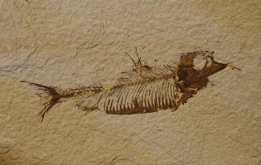 fosil balıklar