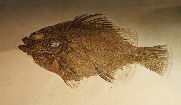 Fossil fish