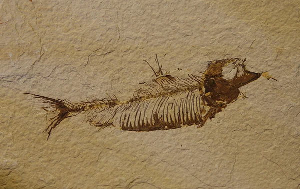 Fossil fish Stock Photo