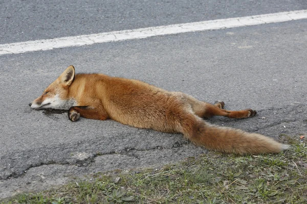 Dead fox Stock Photo
