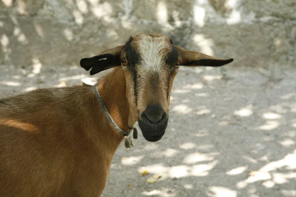 Gaoat. — Fotografia de Stock