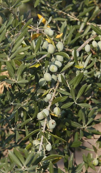 Green olives — Stock Photo, Image