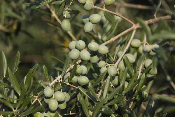 Green olives — Stock Photo, Image