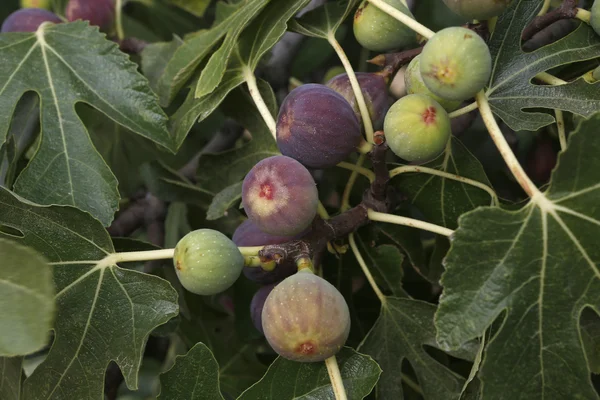 Figs — Stock Photo, Image