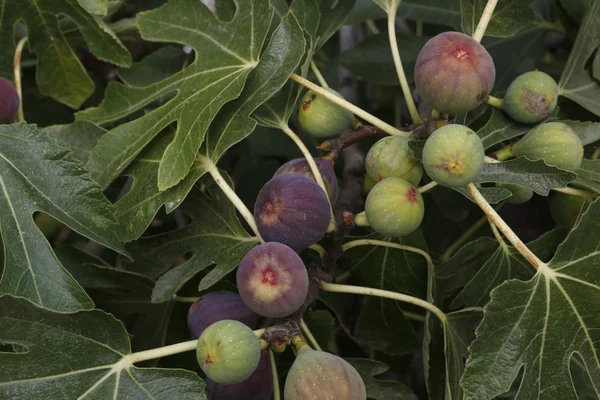 Figs — Stock Photo, Image