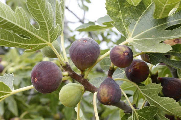 Figs — Stock Photo, Image