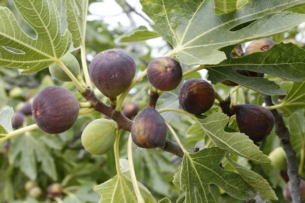 Figs — Stock Photo, Image