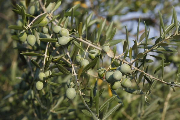 Zelené olivy Stock Obrázky