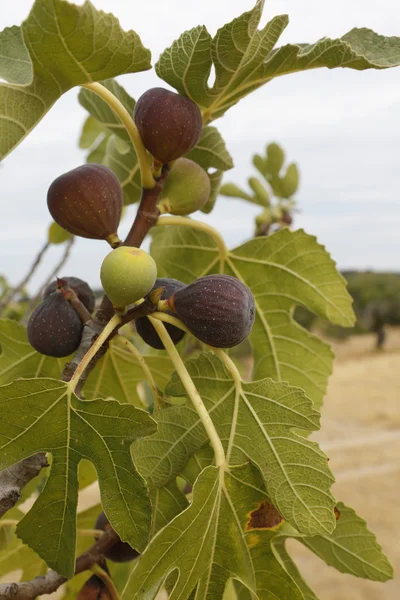 Figs Royalty Free Stock Images