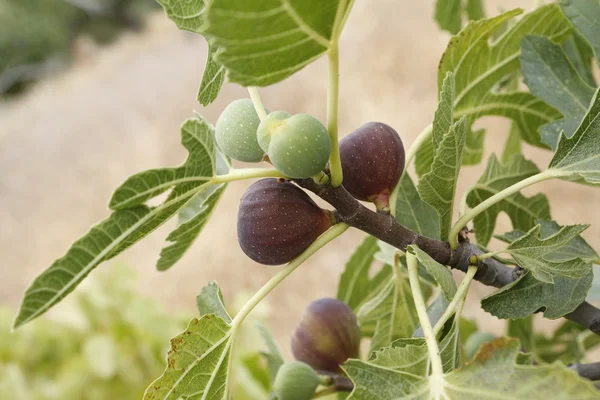 Figs Royalty Free Stock Photos