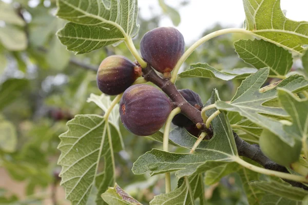 Figs Stock Picture
