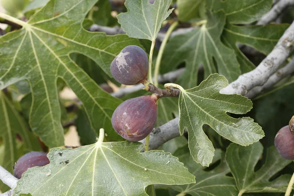 Figs — Stock Photo, Image